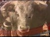 Documental que pretén denunciar les cruels festes amb bous que tenen lloc en tota la geografia de la Península Ibèrica. Va ser presentada al Festival Animalista de Kíev (Ucraïna) el 5 d·octubre 2007 i en la première nacional al Festival Internacional de Cinema de Catalunya a Sitges, el dia 12 d·octubre del 2007.