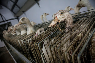Igualdad Animal ha presentat la seva darrera investigació sobre la indústria del foie gras, aquesta vegada realitzada a la granja de Caracierzos, la segona granja de foie gras amb major producció d·Espanya. Les imatges obtingudes mostren les irregularitats i escenes de sofriment animal que comporta un producte que arriba a les prestatgeries de supermercats i a les taules de restaurants de prestigi.Aquesta és la quarta investigació presentada per Igualtat Animal durant 2012 sobre la indústria del foie gras. Anteriorment es van mostrar les investigacions dutes a terme en les granges de foie gras de Catalunya, Euskadi i del sud de França.En aquesta ocasió, la granja investigada pertany a l·empresa ·Caracierzos SL·, situada a la localitat de Santa Eulàlia del Camp a la província de Terol, i proveïdora de les empreses Collverd i Martiko, ambdues amb importants cotes al mercat nacional on comercialitzen els productes a través de botigues especialitzades, grans superfícies com Carrefour, Eroski o Alcampo i restaurants de xefs tan coneguts com Arzak i Berasategui i amb exportacions a Europa, Amèrica Llatina, i Àsia.La portaveu d·Igualdad Animal, Sharon Núñez, ha volgut destacar que l·actual director de Collverd, Jordi Terol, és president de la Interpalm (Associació Interprofessional Agroalimentària de palmípedes Greixos) i vicepresident de EuroFoieGras (Associació europea de productors de foie gras, i que amb aquesta nova investigació són ·ja tres les vegades des de començament d·any que Igualdad Animal posa de manifest la relació de Jordi Terol amb les irregularitats i la crueltat inherent a la indústria del foie gras·.Així mateix Nuñez ha recordat que el juliol d·aquest mateix any van donar a conèixer les imatges gravades a l·escorxador de Collverd que mostraven ànecs sent apunyalats mentre estaven encara plenament conscients, cosa que incompleix les normatives en matèria de benestar animal i, també van oferir altres proves gràfiques de les irregularitats i el sofriment dels animals de la granja Can Ruet que, com Caracierzos, subministra fetges d·ànecs a Collverd.·És indubtable la responsabilitat de Jordi Terol davant aquests fets ja que és el màxim representant de la indústria de foie gras a Espanya i vicepresident de Eurofoiegras·. Afirmen des Igualdad Animal.Durant aquesta recent investigació duta a terme entre 2011 i 2012 Igualdad Animal ha documentat el procés d·explotació dels ànecs per a la producció de foie gras a la granja de Caracierzos des del moment en què aquests arriben a la granja amb uns dies de vida fins les condicions en què es troben els animals durant les dues setmanes en què són alimentats a la força.L·organització ha destapat diverses irregularitats que es practiquen en Caracierzos, com ara, l·ús de gàbies individuals durant el procés d·alimentació forçada o encebament -pràctica prohibida a la normativa europea i que ja es va denunciar a l·agost -, l·indici de desatenció veterinària provocant problemes de salut en els animals, així com la presència d·animals retinguts en construccions de plàstic.A més, ha revelat la manca de sistemes de filtrat d·aire i finestres en les instal·lacions de la granja, l·ús d·un sistema de menjadores i abeuradors que propicia el contagi de malalties entre els animals, i l·ocupació d·espais que no tenen equips i controls adequats per a la neteja i desinfecció de vehicles que accedeixen a la granja.Així mateix, Igualdad Animal ha criticat la presència d·ànecs coberts de sang i amb el bec trencat, sense ser atesos durant la seva permanència a la granja, amb infeccions oculars, amb indicadors d·estrès, i alguns morts dins i fora de les gàbies.Per això, Igualdad Animal ha presentat, aquest dimecres, una denúncia davant el Ministeri d·Agricultura, Alimentació i Medi Ambient en contra d·aquesta granja per l··incompliment del que disposa la normativa vigent en matèria de benestar animal, condicions que han de reunir les instal·lacions i condicions higiènic sanitàries ·, segons ha indicat l·organització.Núñez, ha assenyalat que aquesta investigació destapa un ·escàndol per a la indústria del foie gras europea· i ha demanat que les administracions ·fiquin cullerada·.Finalment, ha anunciat que iniciaran una campanya durant 2013 per que ·no es segueixi ignorant aquesta situació. La iniciativa es durà a terme arran de les investigacions presentades durant 2012 i pretén ·crear debat social, empènyer cap a prohibicions concretes de la producció de foie gras a Espanya i a que establiments deixin de vendre aquest producte·.· No volem que s·elabori el producte d·una altra manera, sinó que es prohibeixi la producció del foie gras ·, ha conclòs.