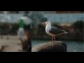 ·El barri s·ha de defensar· explica la lluita dels veïns i veïnes de la Barceloneta que es neguen a acceptar un model de ciutat dissenyat de ·cara a la galeria· i no per a la ciutadania.Un documental de Cristina Mora i Neus Ràfols produït per Maragda Mediàtica i 111 mecenes que van col·laborar en el finançament mitjançant la plataforma Verkami.Amb música de Poker d·Asos i Gato Pérez.Fotografia de Xavier Camí