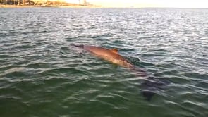 El mar Mediterrani no està mort i avui ens ho ha tornat a demostrar, un exemplar jove de rorqual comú ha estat albirat ahir i avui, 10 de novembre de 2015, a La Barceloneta (Barcelona). L·animal es trobava totalment desubicat donant voltes entre els espigons de la platja de St. Miquel i de la Platja de St. Sebastià.Després trucar al 112 s·han presentat els agents rurals que han aconseguit que l·animal prengués rumb mar endins. Entre tant hem estat remant al costat de la balena amb la nostra taula de pàdel surf (SUP) i hem pogut gaudir de la seva bellesa. L·experiència ha estat genial i ens alegra haver viscut l·experiència, som uns enamorats de la fauna marina i després d·haver albirat a la nostra platja dofins, tonyines, peixos lluna i manta ratlla, ens quedava per veure les balenes, en aquest sentit en les pròximes setmanes tenim prevista una nova excursió per albirar-, aquest cop al Cap de Creus (Girona) ja que certament és més comú veure-les allà, així com a les costes del Garraf.MOLOKA·I SUP CENTERc/ de Meer, 39 - baixos08003 - BARCELONA(La Barceloneta)93.221.48.68 - 654.082.099aloha@molokaisupcenter.comWWW.MOLOKAISUPCENTER.COM